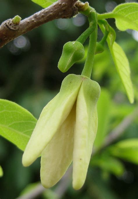 Annona squamosa | The flower of the sweetsop (or custard app… | Flickr