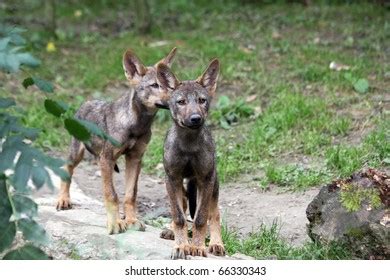 Pair Iberian Wolf Pups Stock Photo 66330343 | Shutterstock