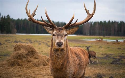 ‘Zombie deer disease’ could spread to humans as cases surge across US