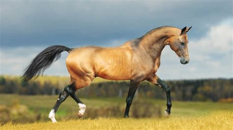 Akhal Teke Horse Facts And Information – Breed Profile - AHF