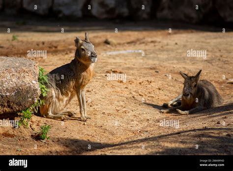 Patagonian mara large herbivorous rodent Stock Photo - Alamy