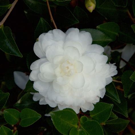 Camellia sasanqua October Magic® White Shi-shi’™ | Kiefer Nursery: Trees, Shrubs, Perennials