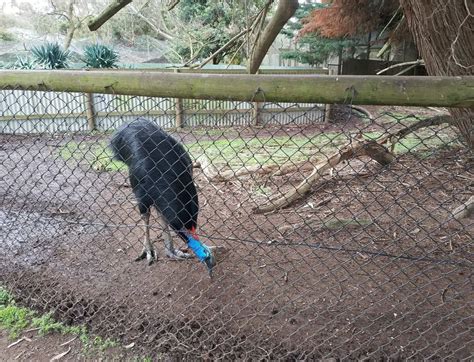 Phillip Island Wildlife Park - Animal Zoo Opening Hours & Ticket Prices