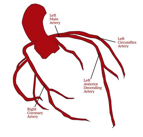 Coronary Arteries Anatomy