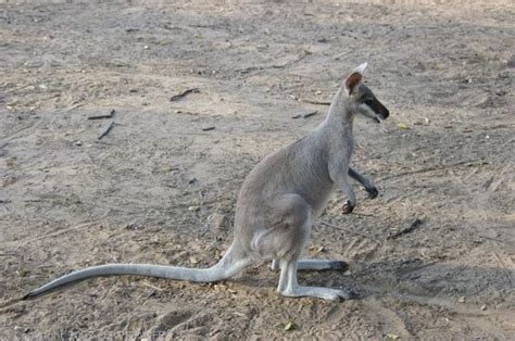 Whiptail Wallaby (Macropus parryi)