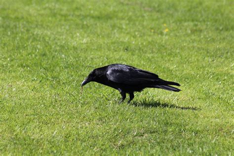 Feeding Crow Free Stock Photo - Public Domain Pictures