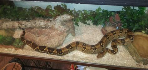 Red Tail Boa - A Complete Care Guide - Reptileszilla