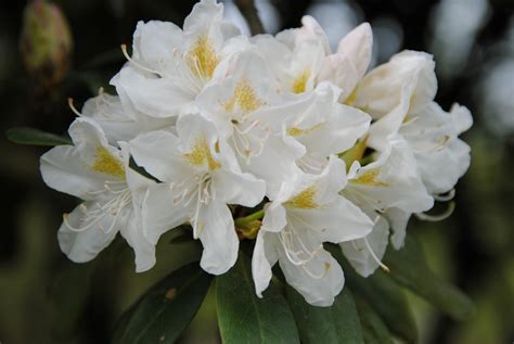 Rhododendron 'Cunningham's White' | Grootbloemige rododendron (cv ...