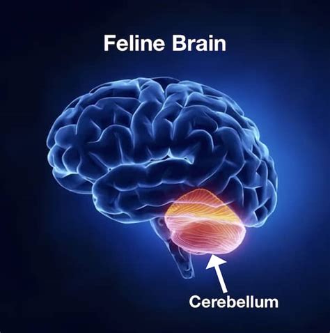 Cerebellar Hypoplasia In Cats | Kingsdale Animal Hospital