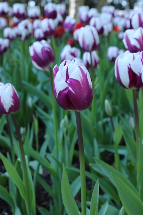 Skagit Valley Tulips : r/pics