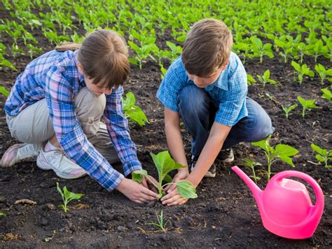 Planting Sunflowers: How To Plant Sunflower Seeds