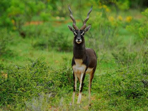 Telangana’s Nizamabad may soon have blackbuck sanctuary