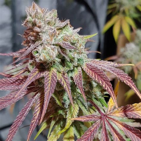 Chemdawg Seeds | Chemdog Strain | Buy Chemdawg Cannabis Seeds