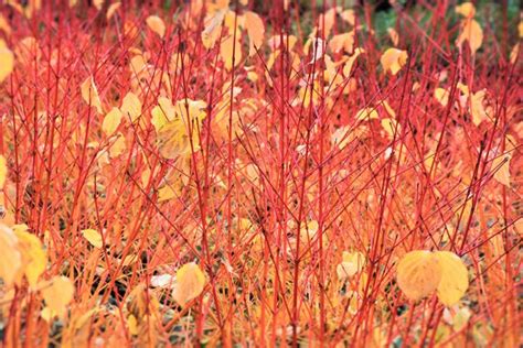 Cornus sanguinea 'Anny's Winter Orange' (Bloodtwig Dogwood)