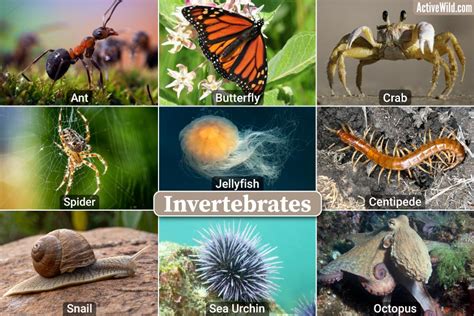 10 Examples of Invertebrates: A Fascinating Journey into the Backbone-Free World