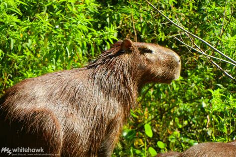 Panama Wildlife: A Glimpse at Great Biodiversity | Whitehawk Birding Blog