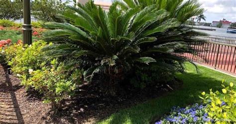 Sago Palm Soil Requirements: The Best Soil For Sago Palm Plants