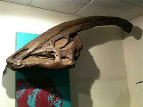 Parasaurolophus Skull | Flickr - Photo Sharing!