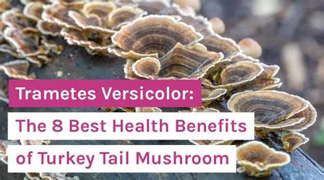 Trametes Versicolor: The 8 Best Health Benefits of Turkey Tail Mushroom ...