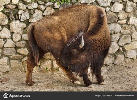 Plains bison, also known as the prarie bison. Stock Photo by ©wrangel ...