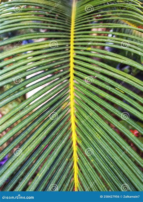 Leaf Center of Cycas or Cycad or Cycadaceae Plant. Stock Photo - Image ...