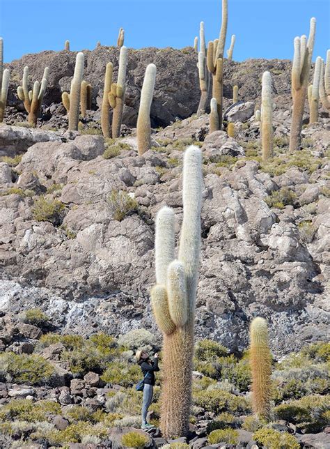 Cactus island at Salar de Uyuni salt flats, Bolivia | Sunrise sunset ...