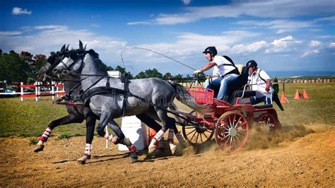 Horse Carriage Competition editorial stock photo. Image of breed - 44292043