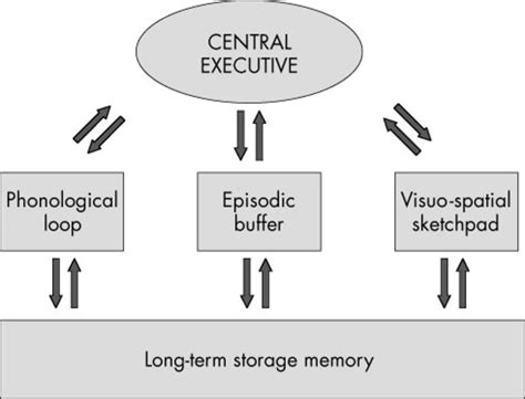 AS Psychology: The Working Memory Model - Owlcation