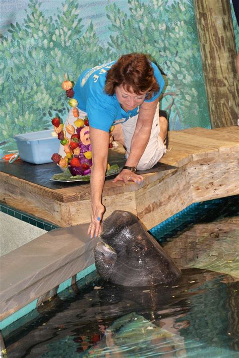 Snooty celebrates at 67th Birthday Bash | Photo Galleries | HeraldTribune.com