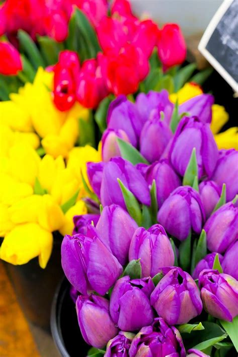 purple and yellow tulips are on display for sale