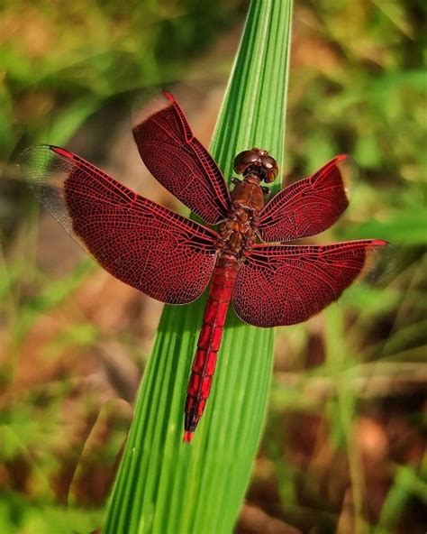 Red Dragonfly Meaning and Information | Balcony Garden Web