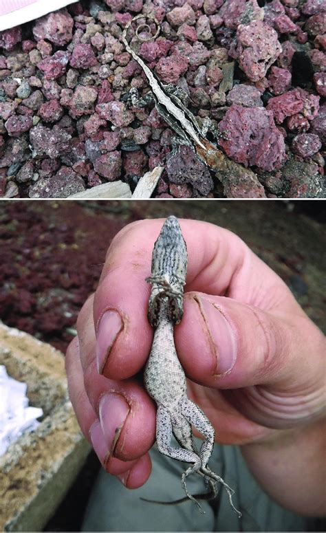 An adult female Cuban Brown Anole (Anolis sagrei) of reproductive size ...