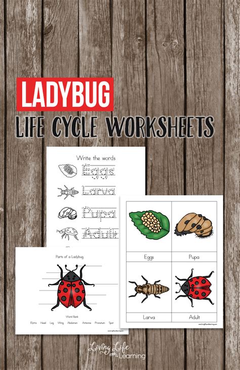 Ladybug Life Cycle Worksheets