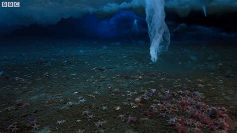 Brinicle formation under the Antarctic sea ice : r/NatureGifs