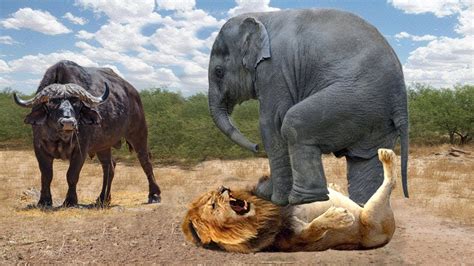 HUNTER BECOMES THE HUNTED | Elephant Herd Take Down Lion To Rescue Buffalo - Lion vs Rhino ...