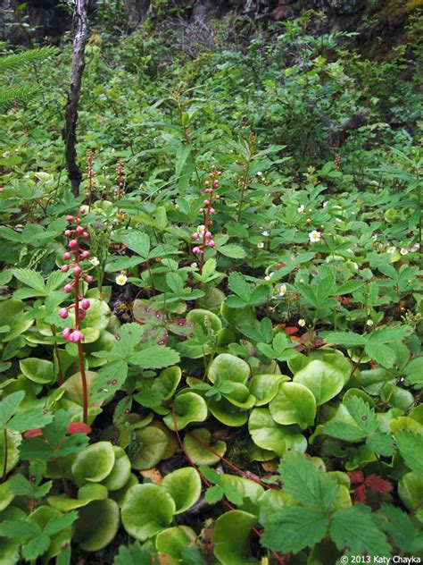 Pyrola asarifolia (Pink Pyrola): Minnesota Wildflowers