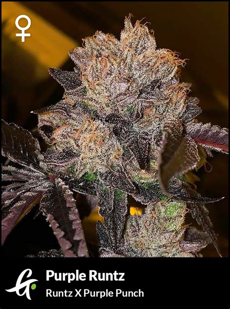 Purple Runtz - Greenpoint Seeds