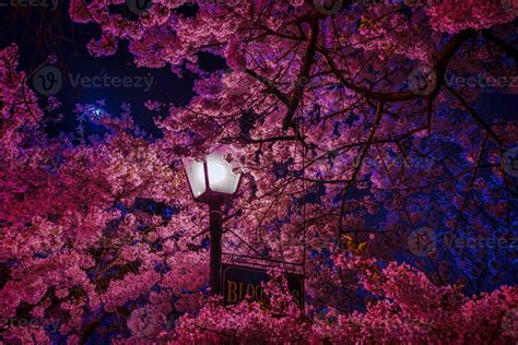 cherry blossom night background in a high-quality theme. 17008801 Stock Photo at Vecteezy