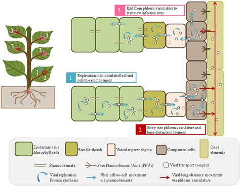 Frontiers | Viral and Cellular Factors Involved in Phloem Transport of Plant Viruses