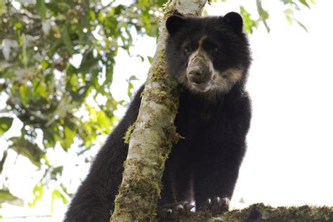 El oso autóctono de América del Sur en peligro de extinción