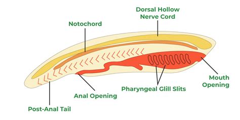 Chordata - Biology Simple