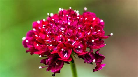 31 Best Flowers for Winter Sowing