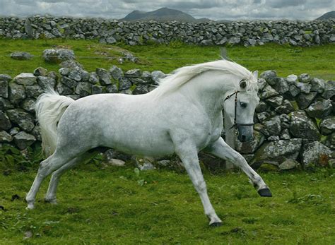 Connemara Pony Info, Origin, History, Pictures.