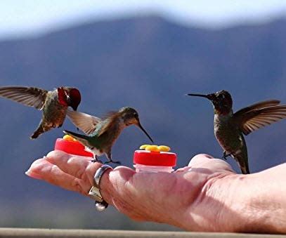 How To Train Hummingbirds To Eat From Your Hand – Jughandle’s Fat Farm