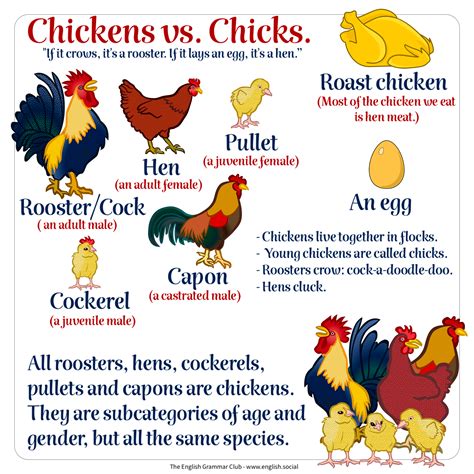 Chickens vs Chicks - Grammar Tips