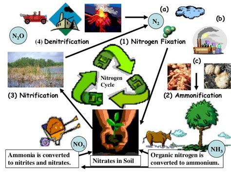 Lab.10 methods for estimating nitrification process