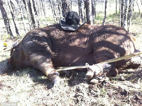 Hunters capture hog weighing nearly 800 POUNDS in Texas | Daily Mail Online