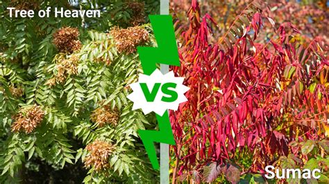 Tree of Heaven vs Sumac: Key Differences and How to Remove Them - A-Z ...