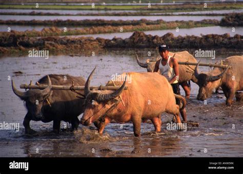 Carabao plowing rice field hi-res stock photography and images - Alamy