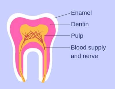 A Diagram Of A Tooth